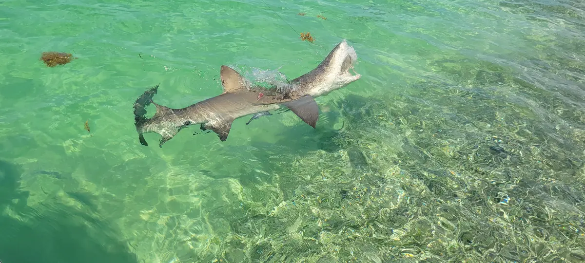Blacktip shark in the clear waters of Biscayne Bay